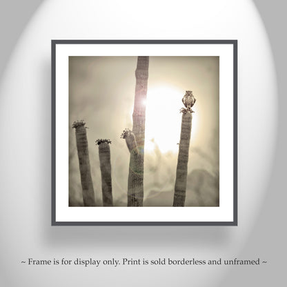 Great Horned Owl Art Print with Sonoran Desert Saguaro Cactus Sunset | Tucson Arizona Ironwood Forest Landscape Photo