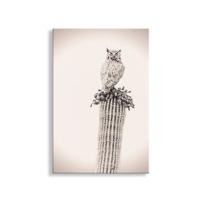 Owl Bird Artwork on Desert Cactus as Southwestern Wall Decor