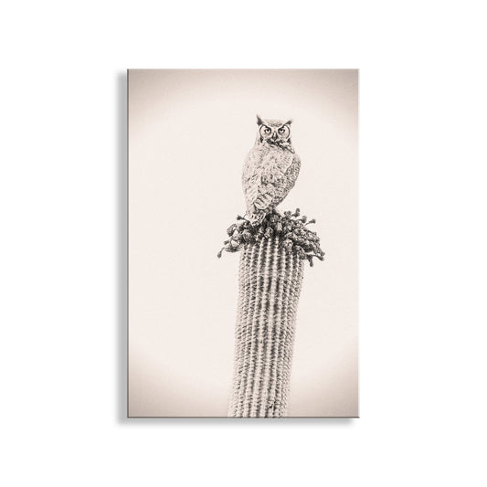 Owl Bird Artwork on Desert Cactus as Southwestern Wall Decor