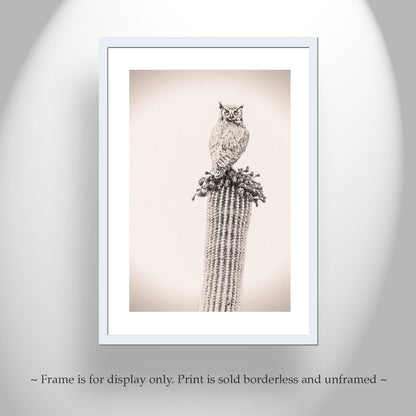 Owl Bird Artwork on Desert Cactus as Southwestern Wall Decor