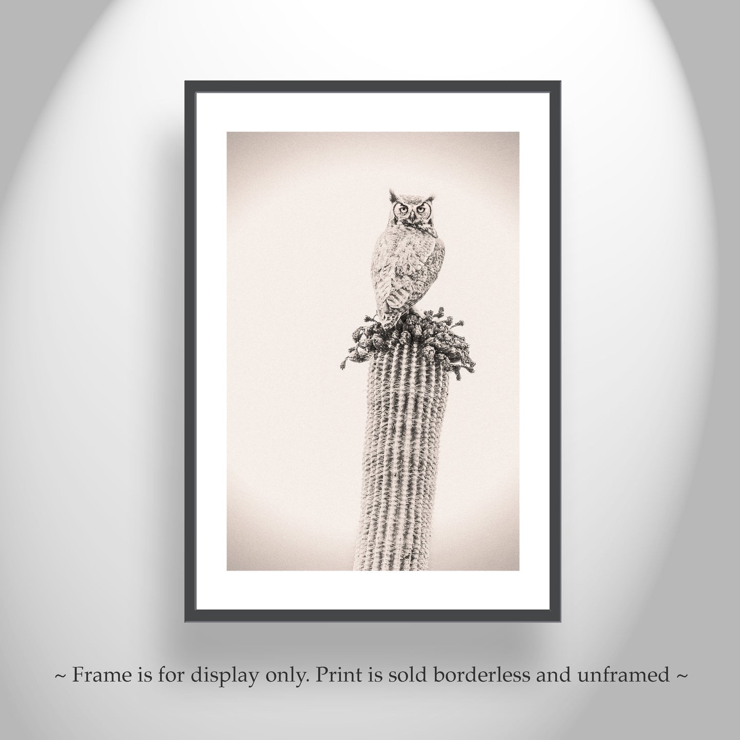 Owl Bird Photograph on Desert Cactus as Southwestern Wall Decor