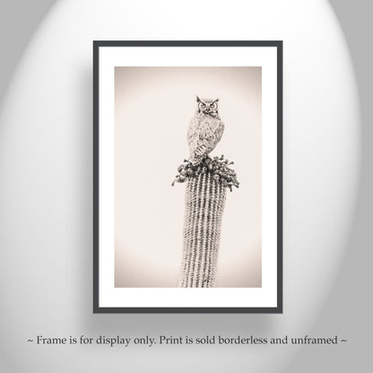 Owl Bird Photograph on Desert Cactus as Southwestern Wall Decor