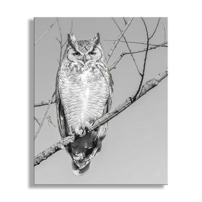 Great Horned Owl Art Print in Black and White | Arivaca Cienega Arizona