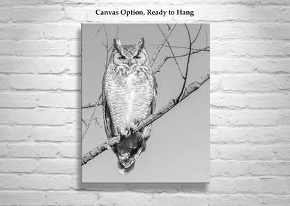 Great Horned Owl Art Print in Black and White | Arivaca Cienega Arizona
