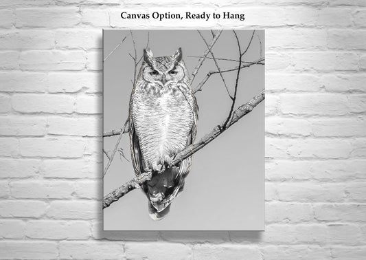 Great Horned Owl Art Print in Black and White | Arivaca Cienega Arizona