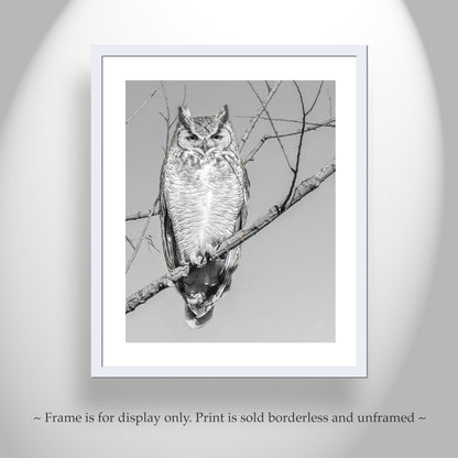 Great Horned Owl Art Print in Black and White | Arivaca Cienega Arizona