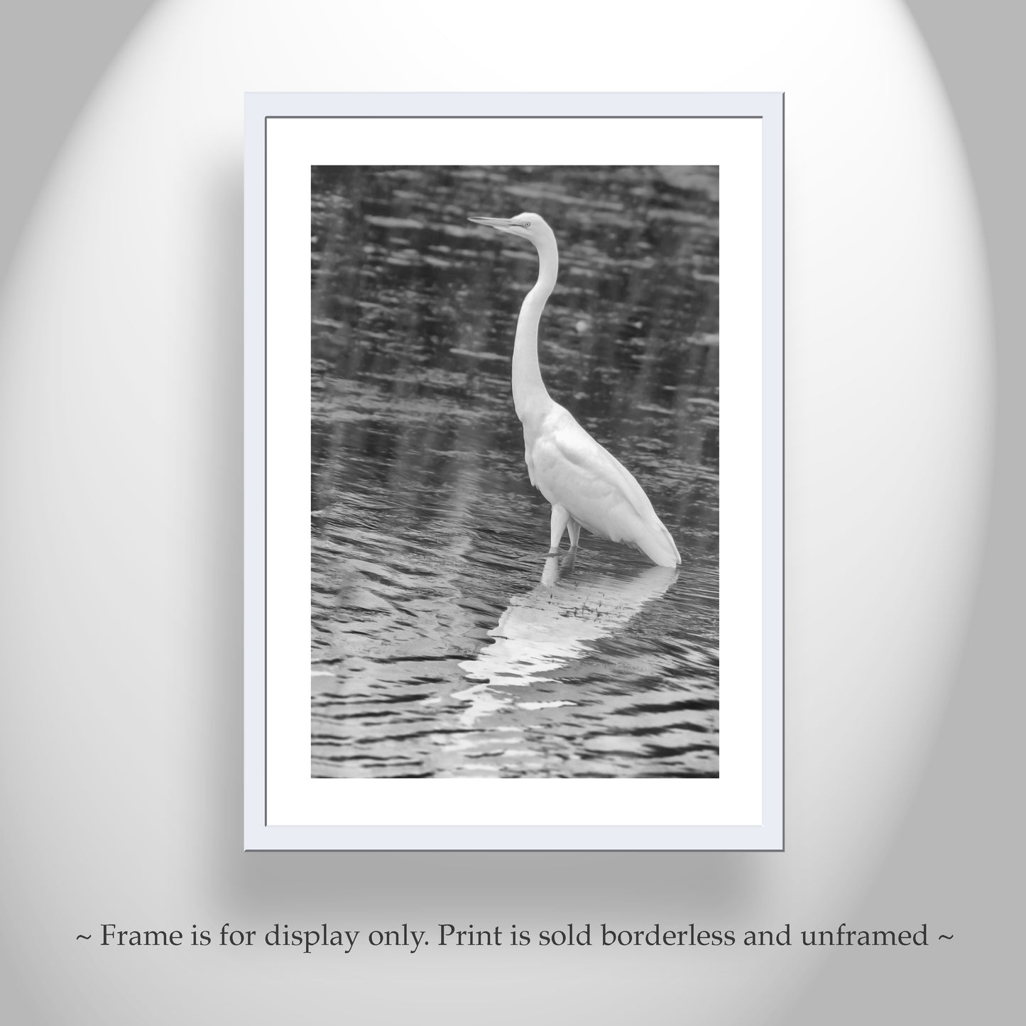 White Egret Bird Print in Black and White | Arizona Wetlands Avian Artwork