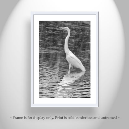 White Egret Bird Print in Black and White | Arizona Wetlands Avian Artwork