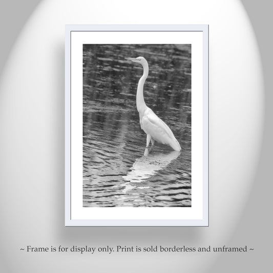 White Egret Bird Print in Black and White | Arizona Wetlands Avian Artwork