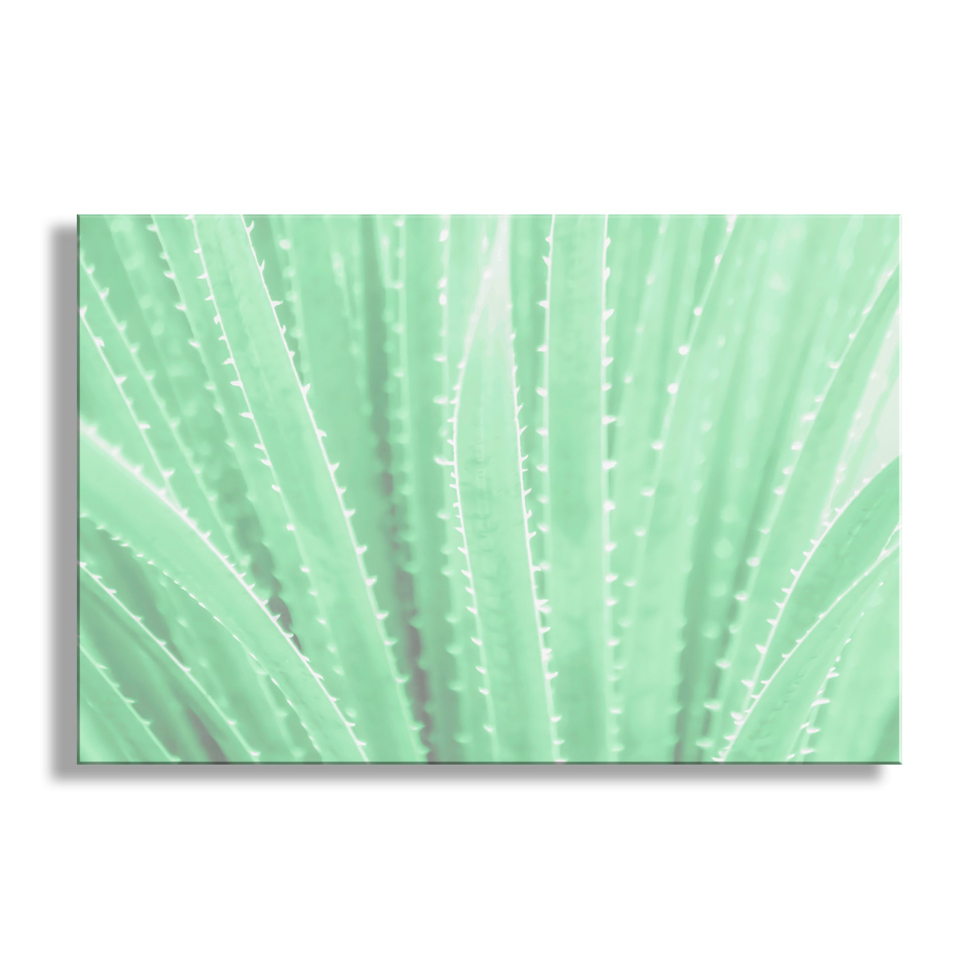 Close-up of a green leaf with detailed veins on a white background. Agave Art Print in Pastel Green as Arizona Desert Botanical Wall Decor