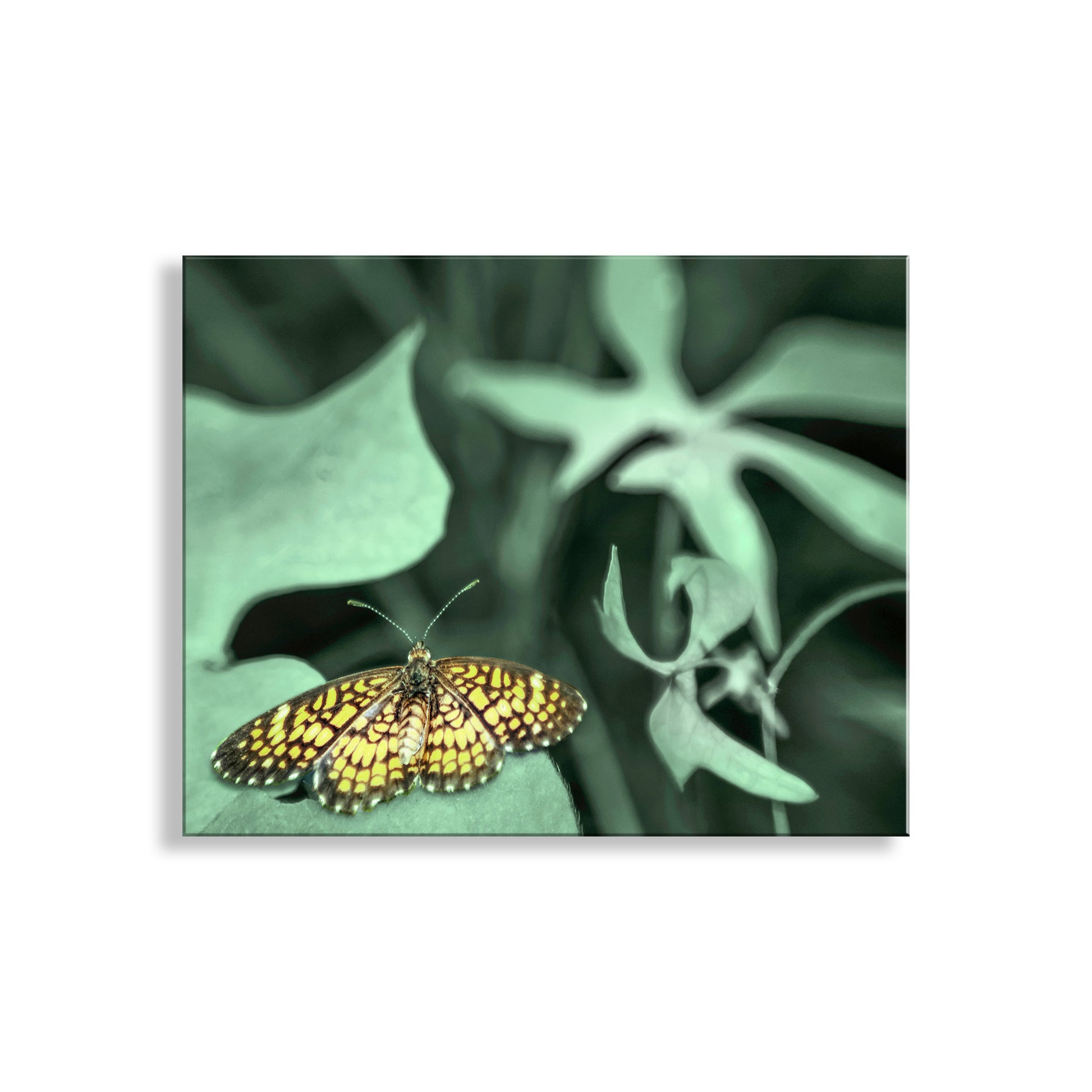 Butterfly on a leaf with a green background. My pretty nature photography with a cute butterfly and green spring leaves! I captured this image in one of southern Arizona's very special places: Madera Canyon of the Santa Rita Mountains. This critter is an Elada Checkerspot! Original, unique signed art by Murray Bolesta.