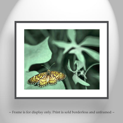 Golden Butterfly Art Photography as Nature Home Decor