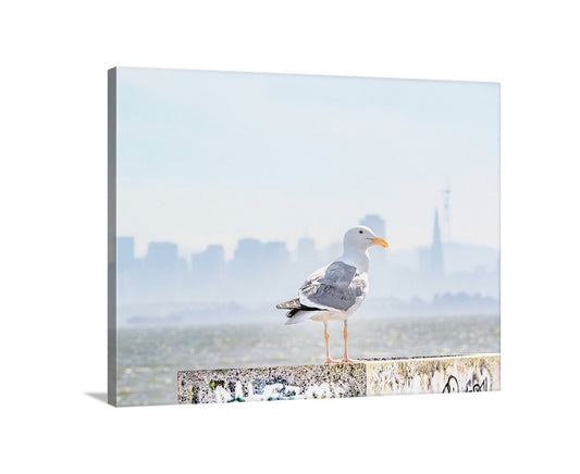 San Francisco Bay Picture with Sutro Tower and Seagull Bird