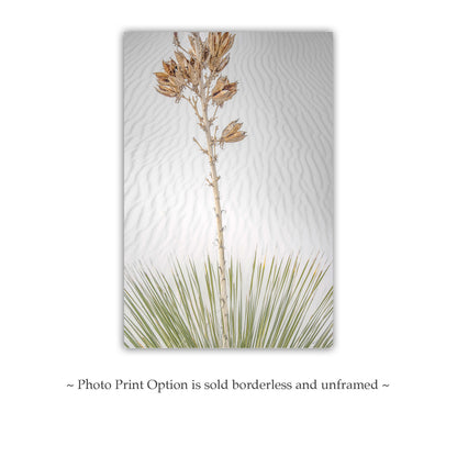 Minimalist Desert Dune Photo - Yucca Agave New Mexico Wall Art