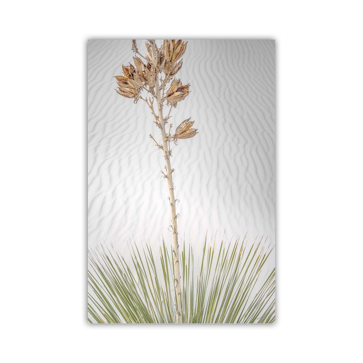 Minimalist Desert Dune Photo - Yucca Agave New Mexico Wall Art