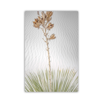 Minimalist Desert Dune Photo - Yucca Agave New Mexico Wall Art