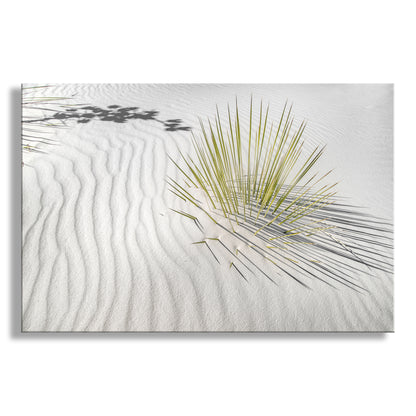 Desert Agave Framed Art for Sale with White Sand Dune in New Mexico USA