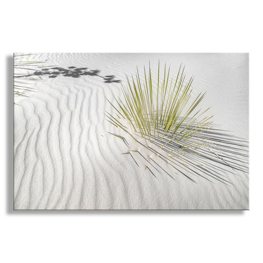 Desert Agave Framed Art for Sale with White Sand Dune in New Mexico USA
