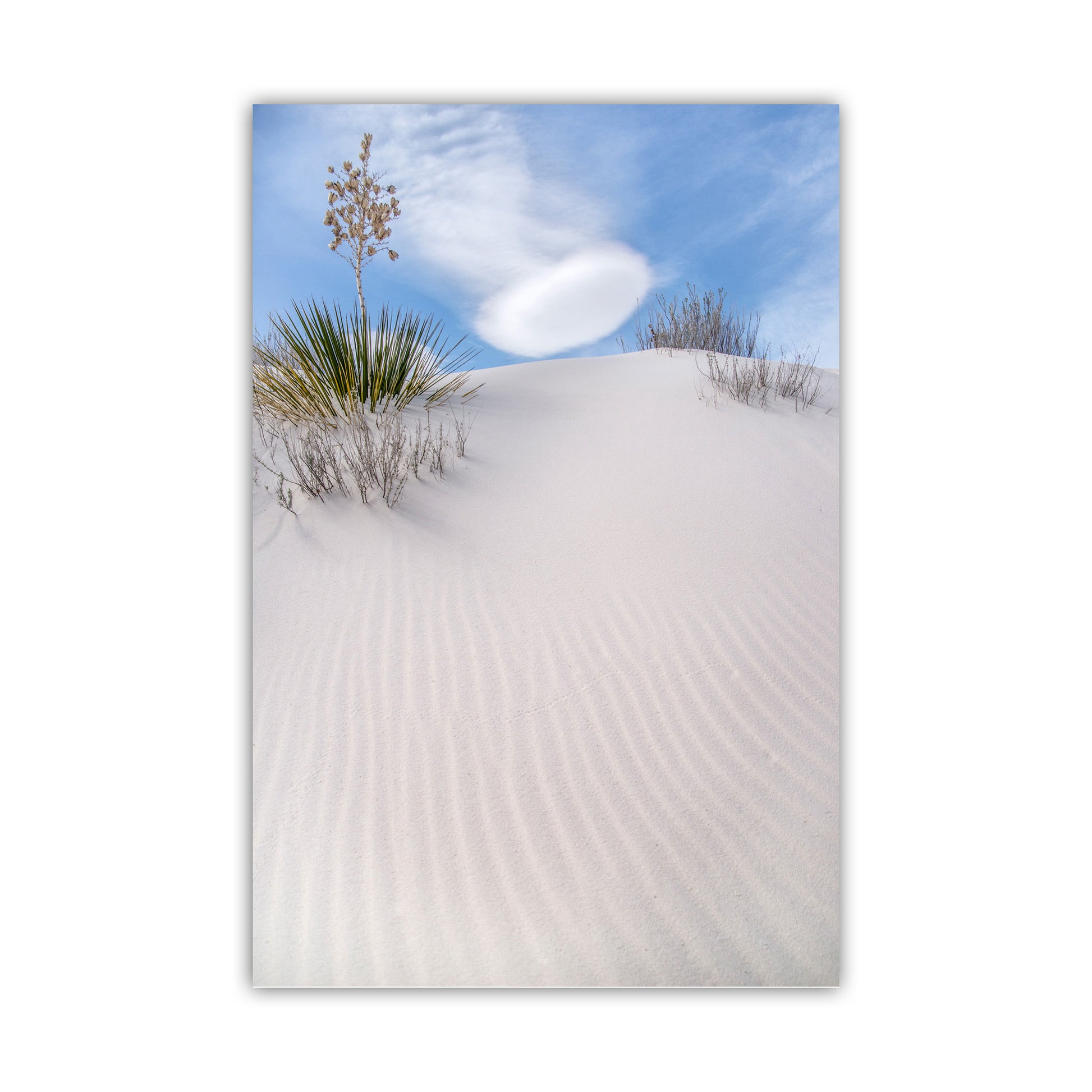 Desert Sand Dunes Nature Photography as Elegant Nature Inspired Fine Art in New Mexico with Yucca Agave