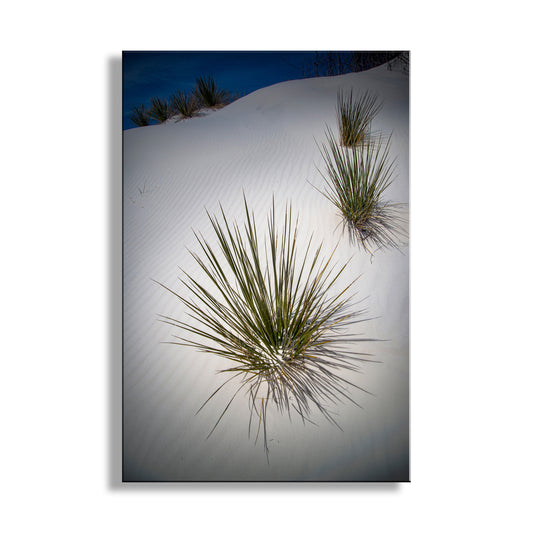 Yucca Agave Elegant Desert Art Print at New Mexico White Sand Dunes