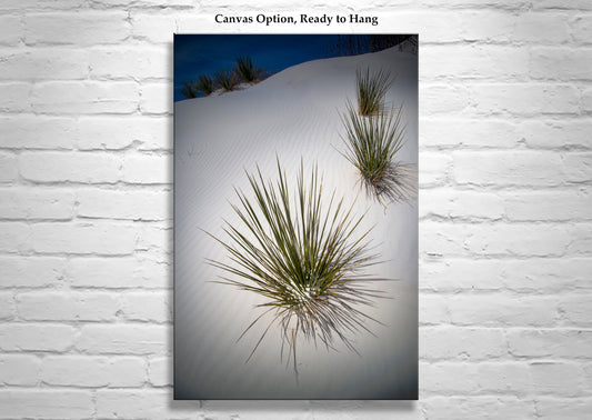Yucca Agave Elegant Desert Art Print at New Mexico White Sand Dunes