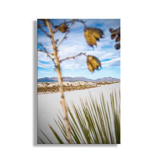 Yucca Agave Plant Art Print in New Mexico White Sands Landscape