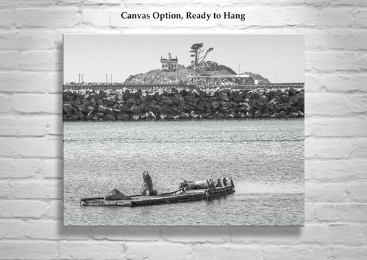 Harbor Seals Art at Battery Point Lighthouse Crescent City California