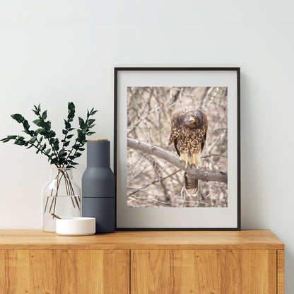 Harris Hawk Art Print as Arizona Bird Photography
