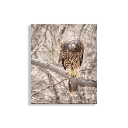 Harris Hawk Art Print as Arizona Bird Photography