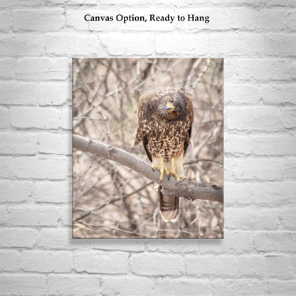 Harris Hawk Art Print as Arizona Bird Photography