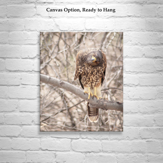 Harris Hawk Art Print as Arizona Bird Photography