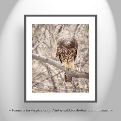 Harris Hawk Art Print as Arizona Bird Photography