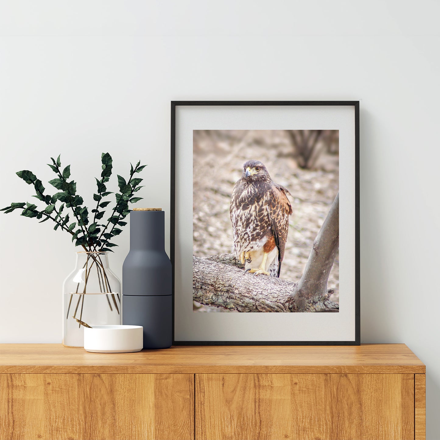 Harris Hawk Bird Photograph by Murray Bolesta | Arizona Avian Art