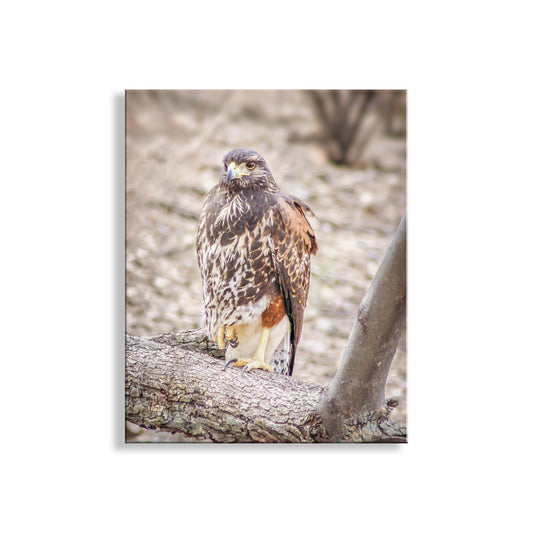 Harris Hawk Bird Photograph by Murray Bolesta | Arizona Avian Art