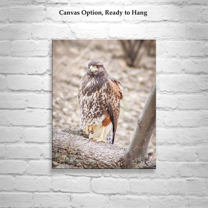 Harris Hawk Bird Photograph by Murray Bolesta | Arizona Avian Art