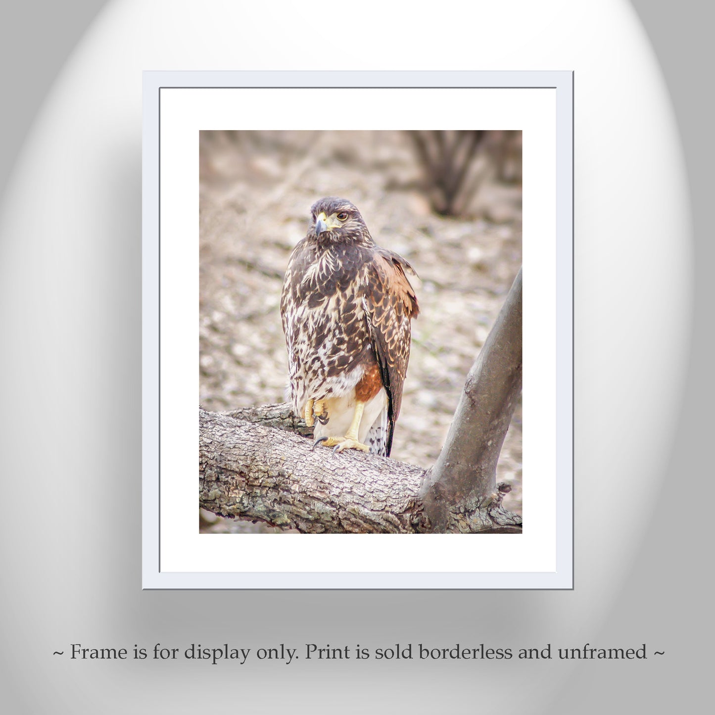 Harris Hawk Bird Photograph by Murray Bolesta | Arizona Avian Art
