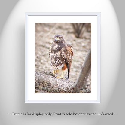 Harris Hawk Bird Photograph by Murray Bolesta | Arizona Avian Art
