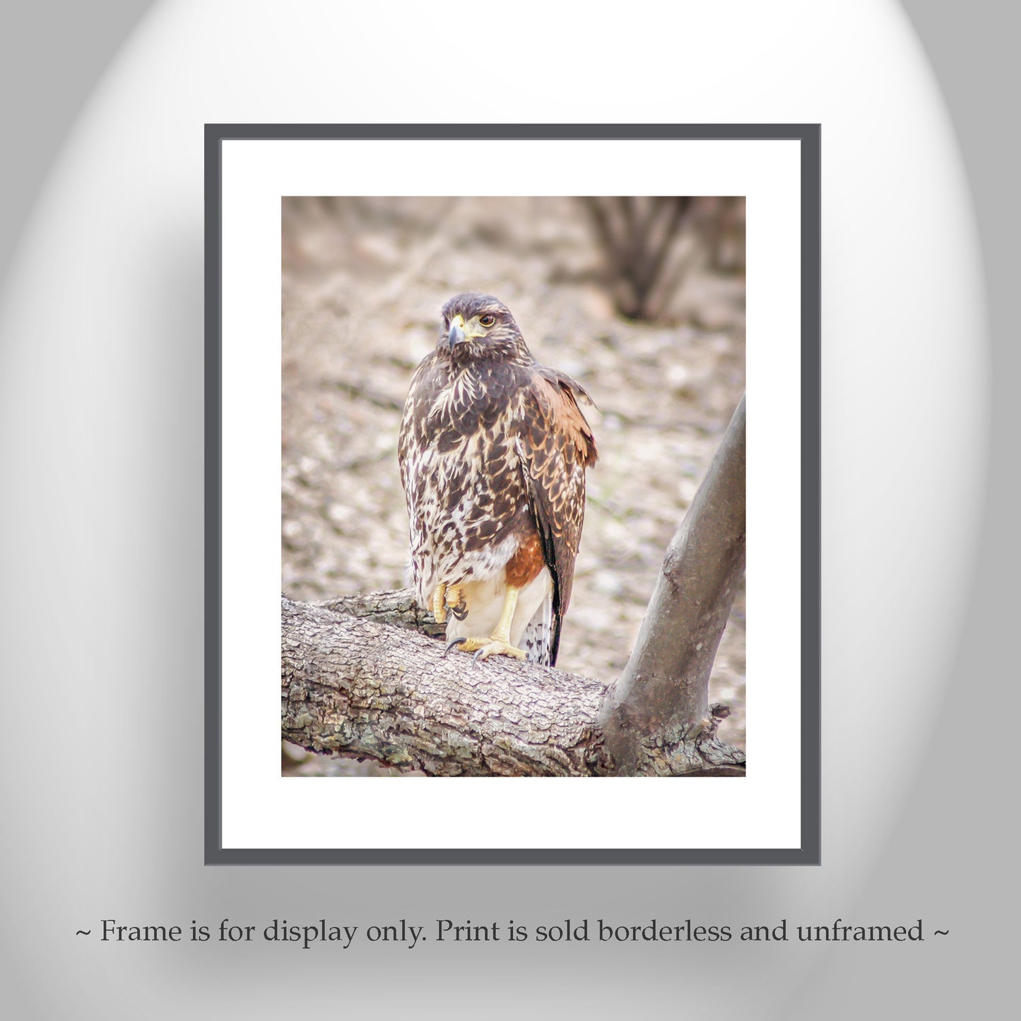 Harris Hawk Bird Photograph by Murray Bolesta | Arizona Avian Art