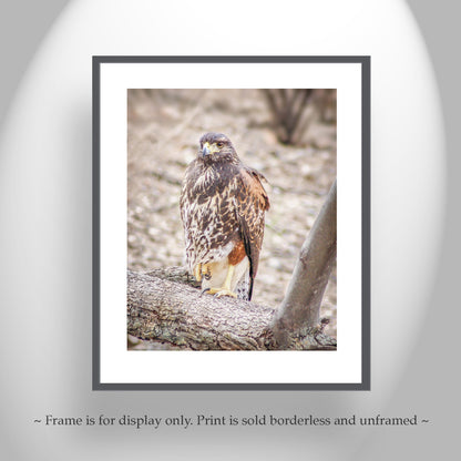 Harris Hawk Bird Photograph by Murray Bolesta | Arizona Avian Art