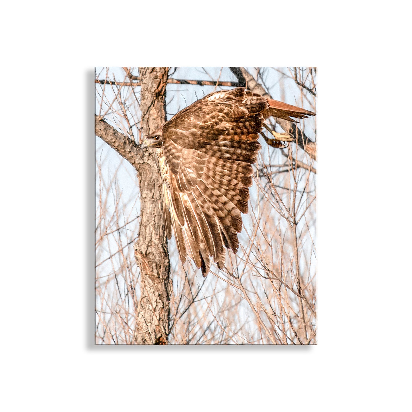 Red Tail Hawk Wall Art as Wildlife Art Print Wall Decor