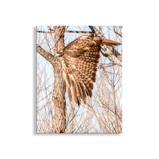 Red Tail Hawk Wall Art as Wildlife Art Print Wall Decor