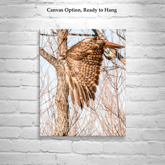 Red Tail Hawk Wall Art as Wildlife Art Print Wall Decor
