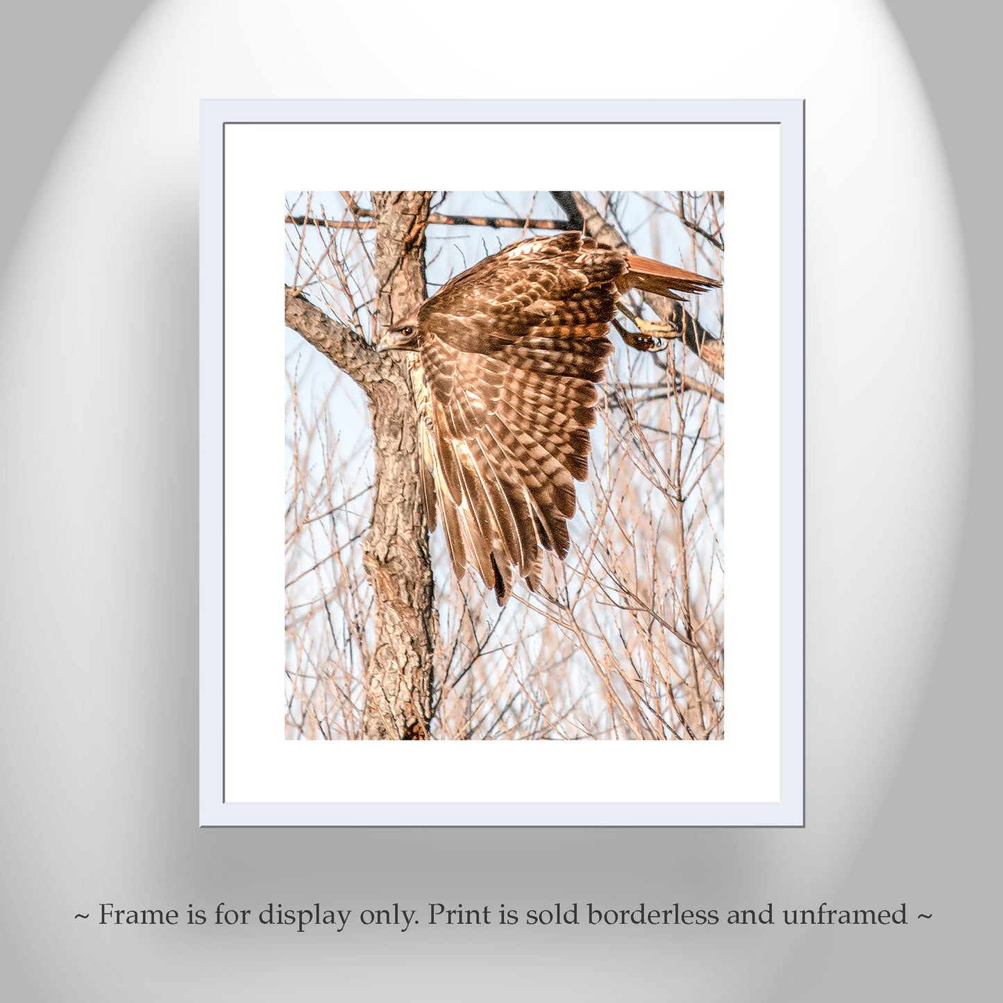 Red Tail Hawk Wall Art as Wildlife Art Print Wall Decor