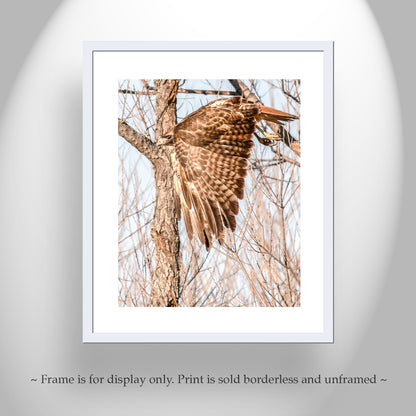Red Tail Hawk Wall Art as Wildlife Art Print Wall Decor