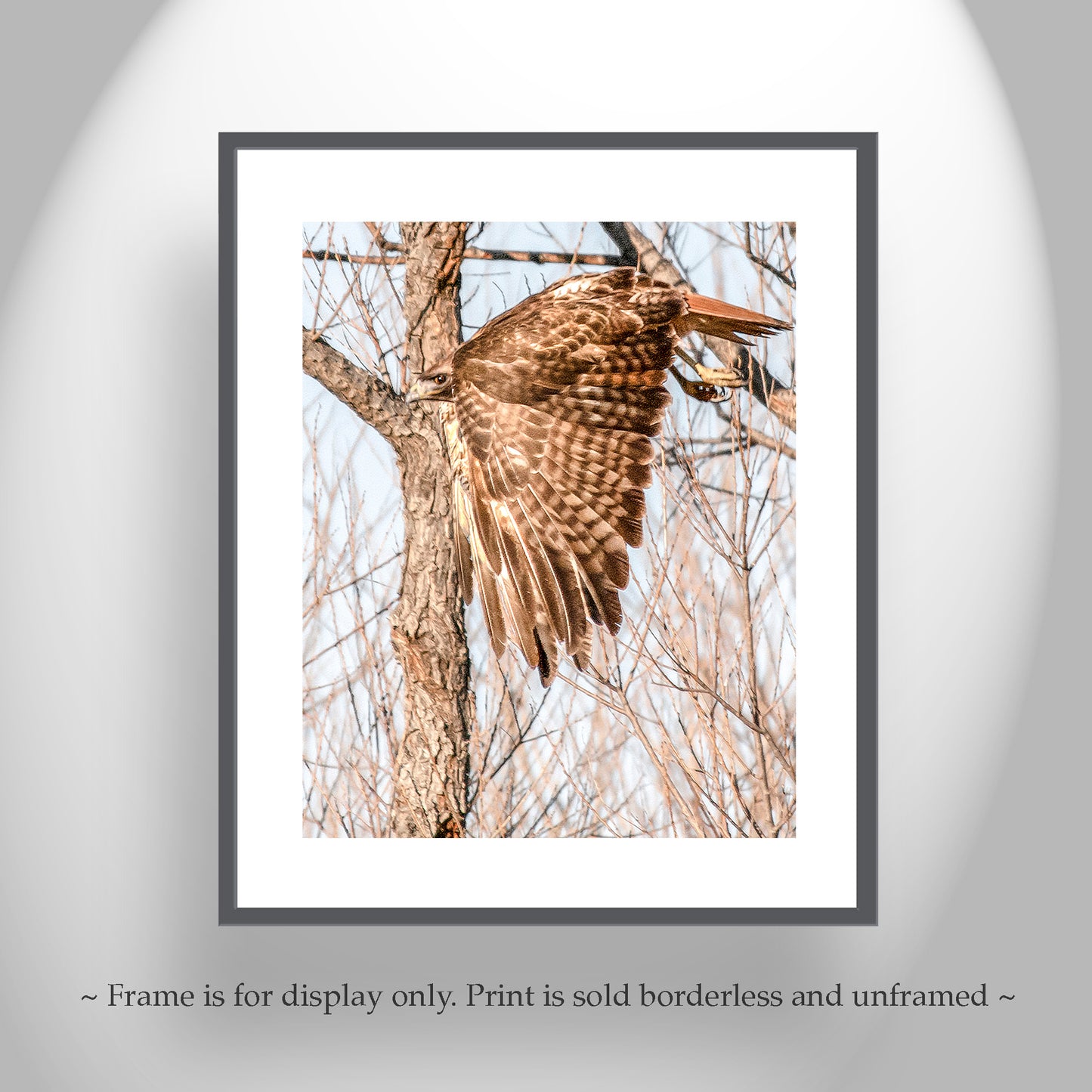 Red Tail Hawk Wall Art as Wildlife Art Print Wall Decor
