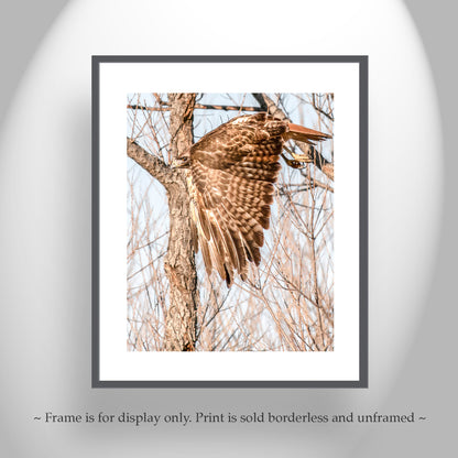 Red Tail Hawk Wall Art as Wildlife Art Print Wall Decor
