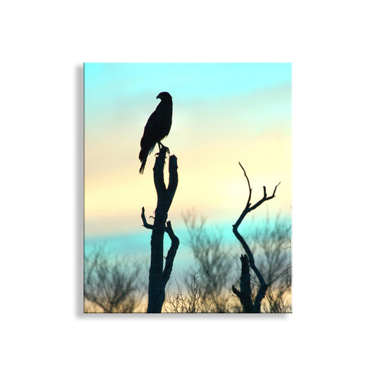 Arizona Bird of Prey Hawk Silhouette Art Print