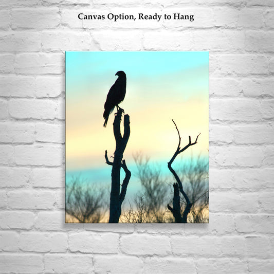 Arizona Bird of Prey Hawk Silhouette Art Print