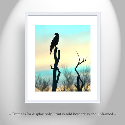 Arizona Bird of Prey Hawk Silhouette Art Print
