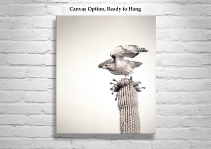 Desert Hawk Bird Photo Print as Wall Decor for Home